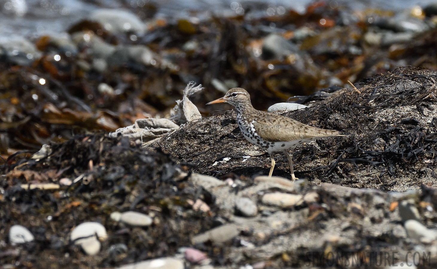 Actitis macularius [400 mm, 1/2000 sec at f / 8.0, ISO 800]